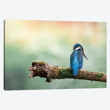 Common Kingfisher II Canvas Print #NKC14} by Niki Colemont Canvas Wall Art