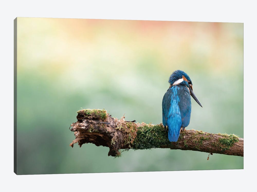 Common Kingfisher II by Niki Colemont 1-piece Canvas Print