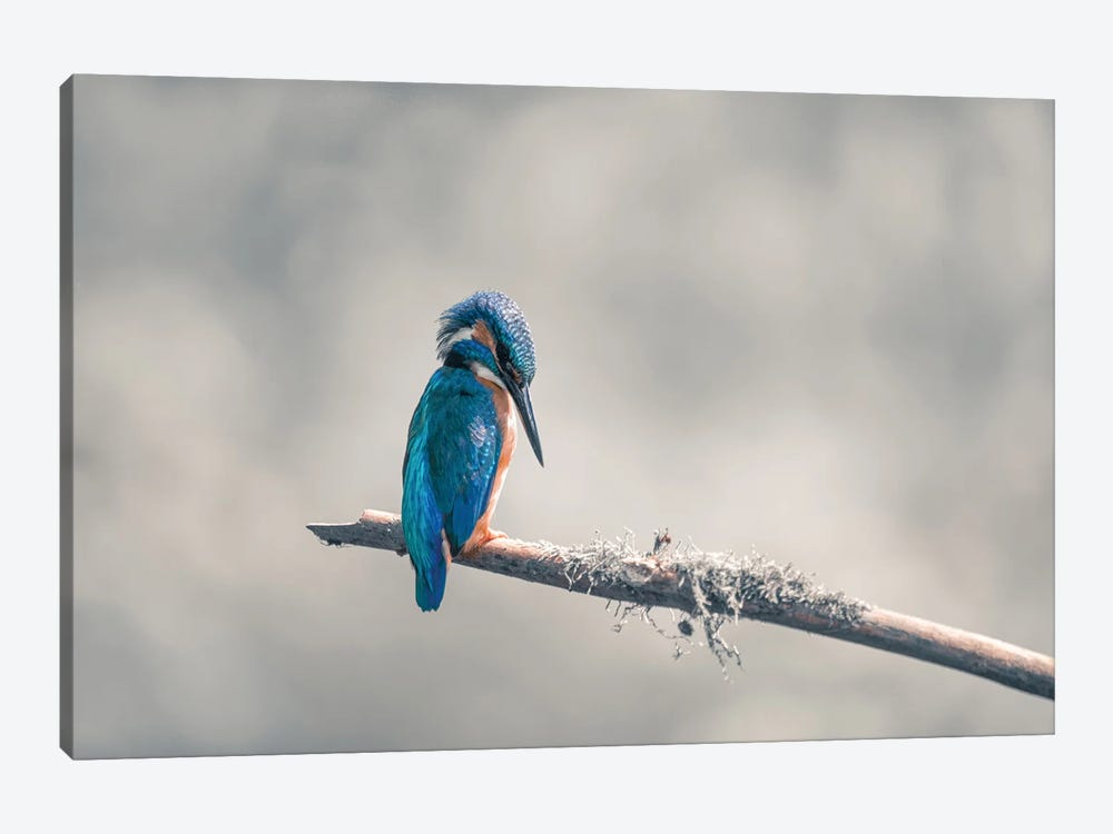 Common Kingfisher III by Niki Colemont 1-piece Canvas Wall Art