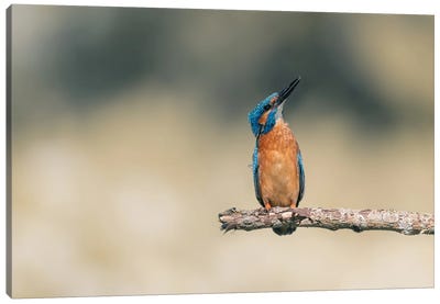 Common Kingfisher IV Canvas Art Print - Niki Colemont