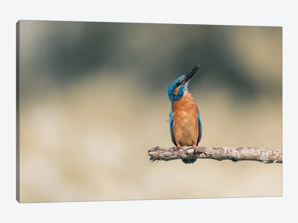 Common Kingfisher IV by Niki Colemont 1-piece Canvas Art Print