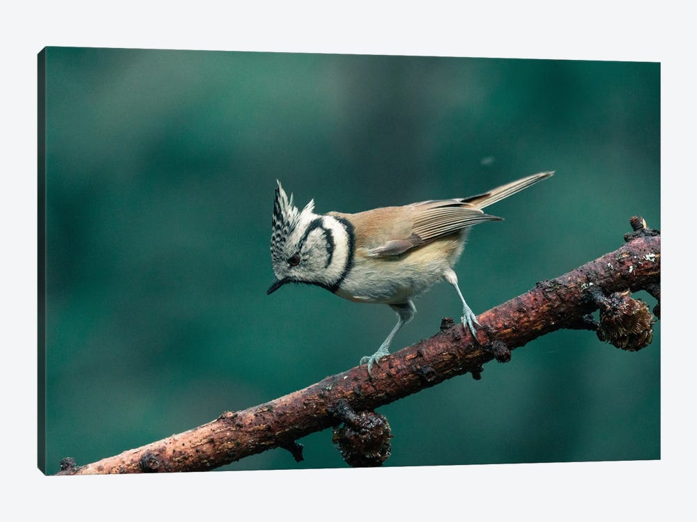 Crested Tit by Niki Colemont 1-piece Canvas Wall Art