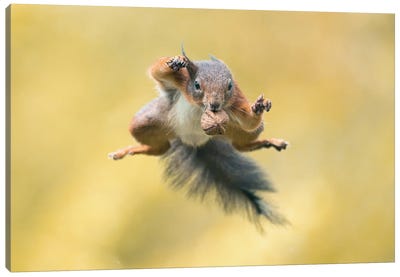 Flying Nutcracker Canvas Art Print - Squirrel Art