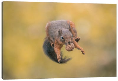Flying Nutcracker II Canvas Art Print - Squirrel Art
