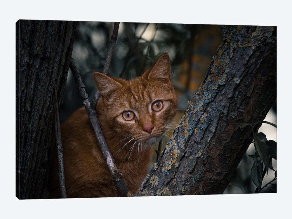 Ginger Cat by Niki Colemont 1-piece Canvas Wall Art