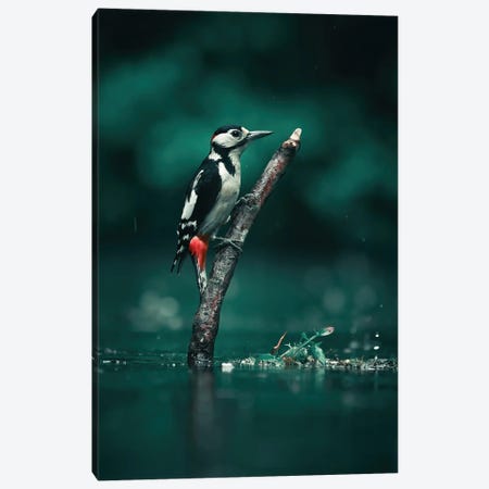 Great Spotted Woodpecker Canvas Print #NKC33} by Niki Colemont Canvas Art Print