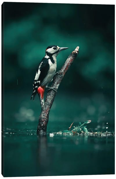 Great Spotted Woodpecker Canvas Art Print - Woodpecker Art