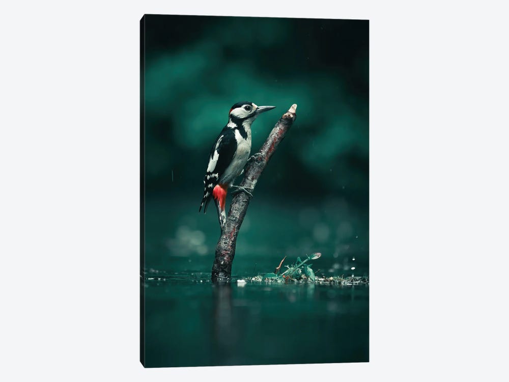 Great Spotted Woodpecker by Niki Colemont 1-piece Canvas Artwork