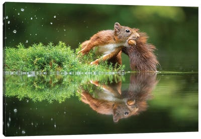 Green Reflection Canvas Art Print - Squirrel Art