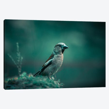 Hawfinch Canvas Print #NKC37} by Niki Colemont Canvas Wall Art