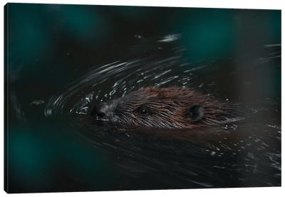 Hello Mr Beaver Canvas Art Print - Niki Colemont