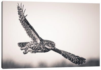 I Want To Fly Like An Eagle Canvas Art Print - Eagle Art