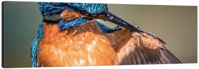 Kingfisher Clean Canvas Art Print - Niki Colemont