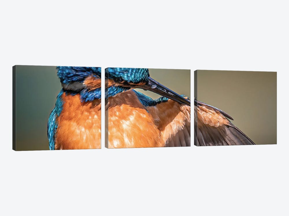 Kingfisher Clean by Niki Colemont 3-piece Canvas Print