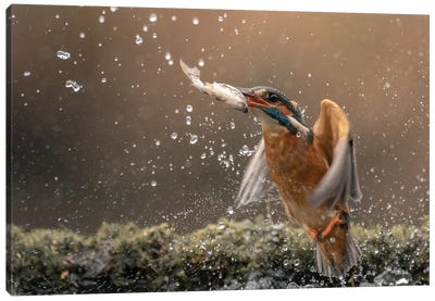 Kingfisher Dive Canvas Art Print - Kingfisher Art