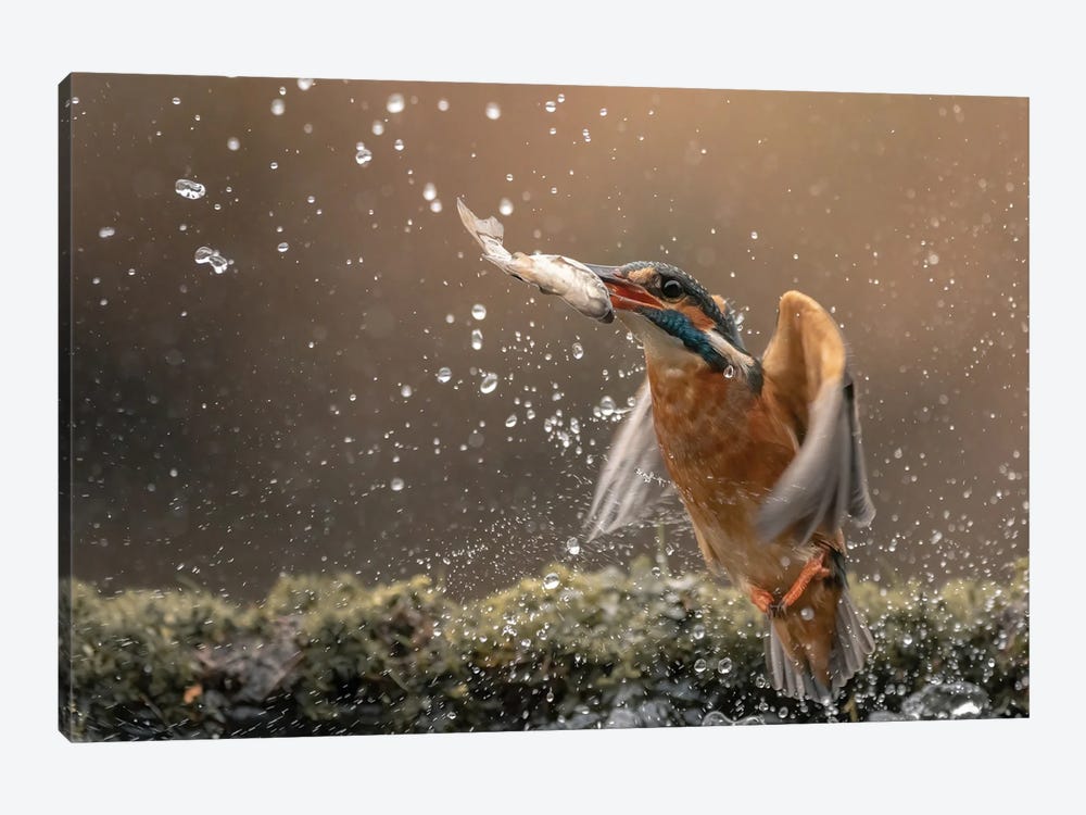 Kingfisher Dive by Niki Colemont 1-piece Canvas Print