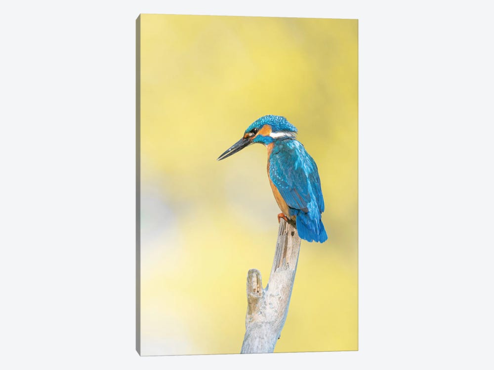 Kingfisher II by Niki Colemont 1-piece Canvas Art