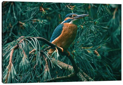 Kingfisher In Tree Canvas Art Print - Niki Colemont
