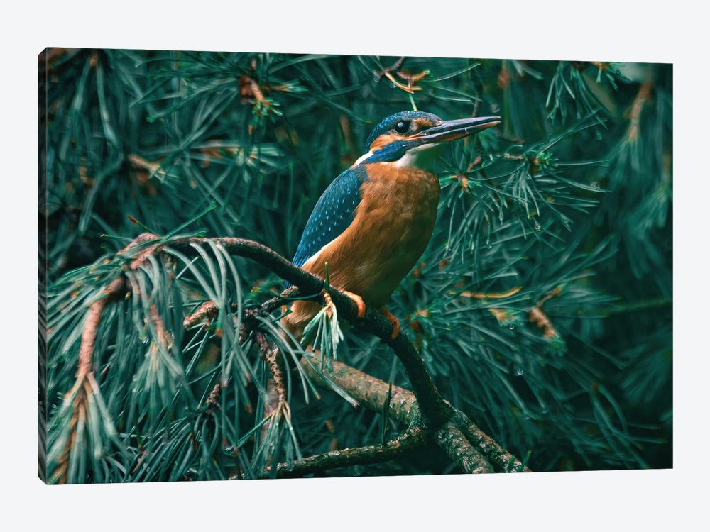 Kingfisher In Tree by Niki Colemont 1-piece Art Print