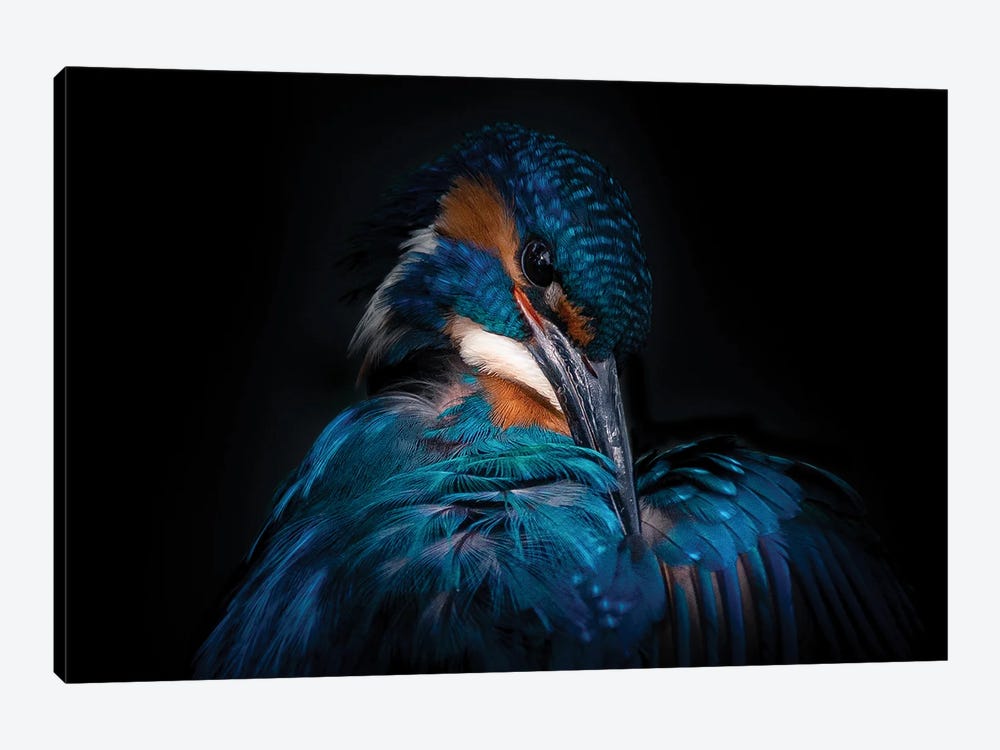 Kingfisher IV by Niki Colemont 1-piece Canvas Art