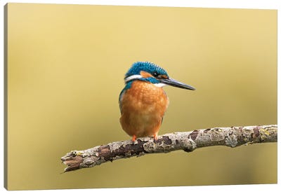 Kingfisher VI Canvas Art Print - Kingfishers