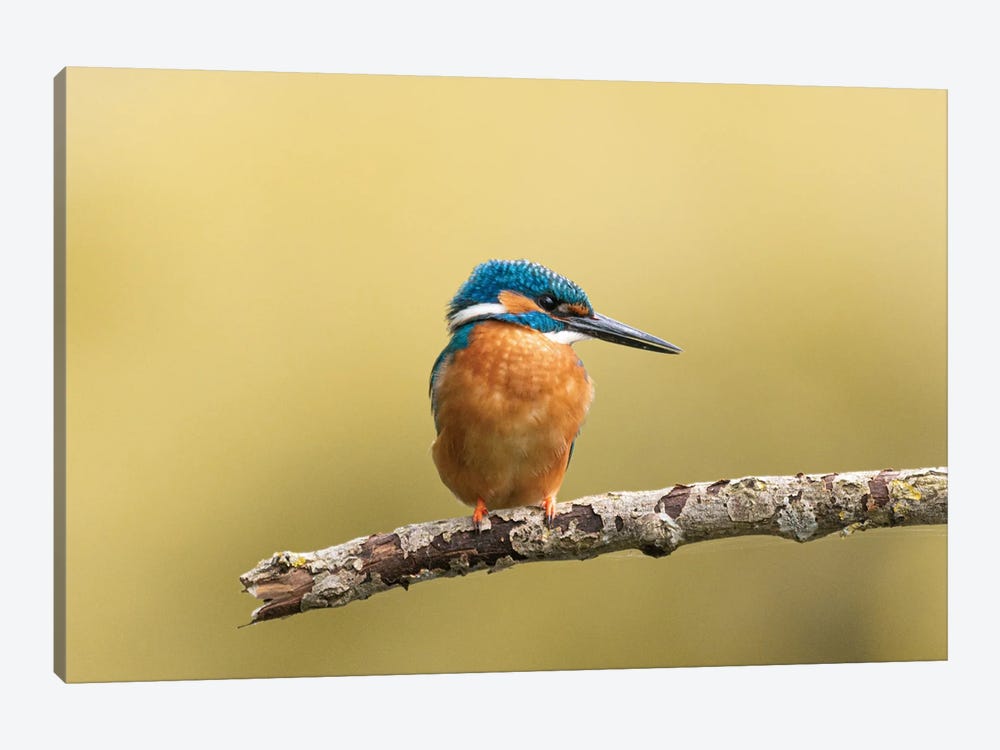 Kingfisher VI by Niki Colemont 1-piece Canvas Wall Art