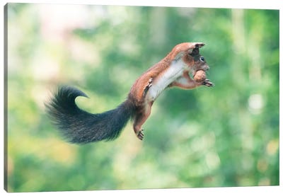 Next Level Flying Canvas Art Print - Squirrel Art