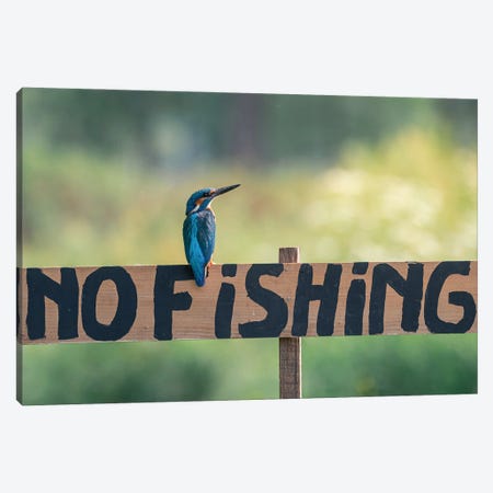 No Fishing Kingfisher Canvas Print #NKC67} by Niki Colemont Canvas Print