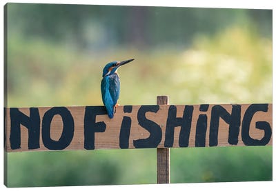 No Fishing Kingfisher Canvas Art Print - Kingfishers