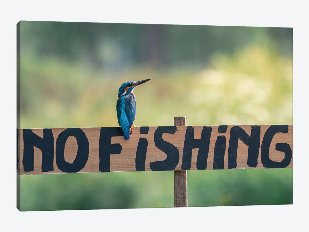 No Fishing Kingfisher by Niki Colemont 1-piece Art Print