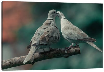 Pigeon Love Canvas Art Print - Dove & Pigeon Art