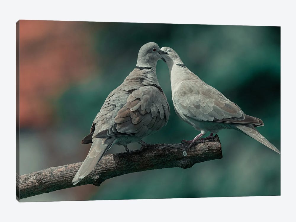 Pigeon Love by Niki Colemont 1-piece Canvas Artwork