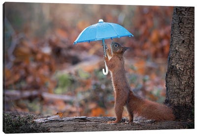 Raining Squirrel Canvas Art Print - Squirrel Art