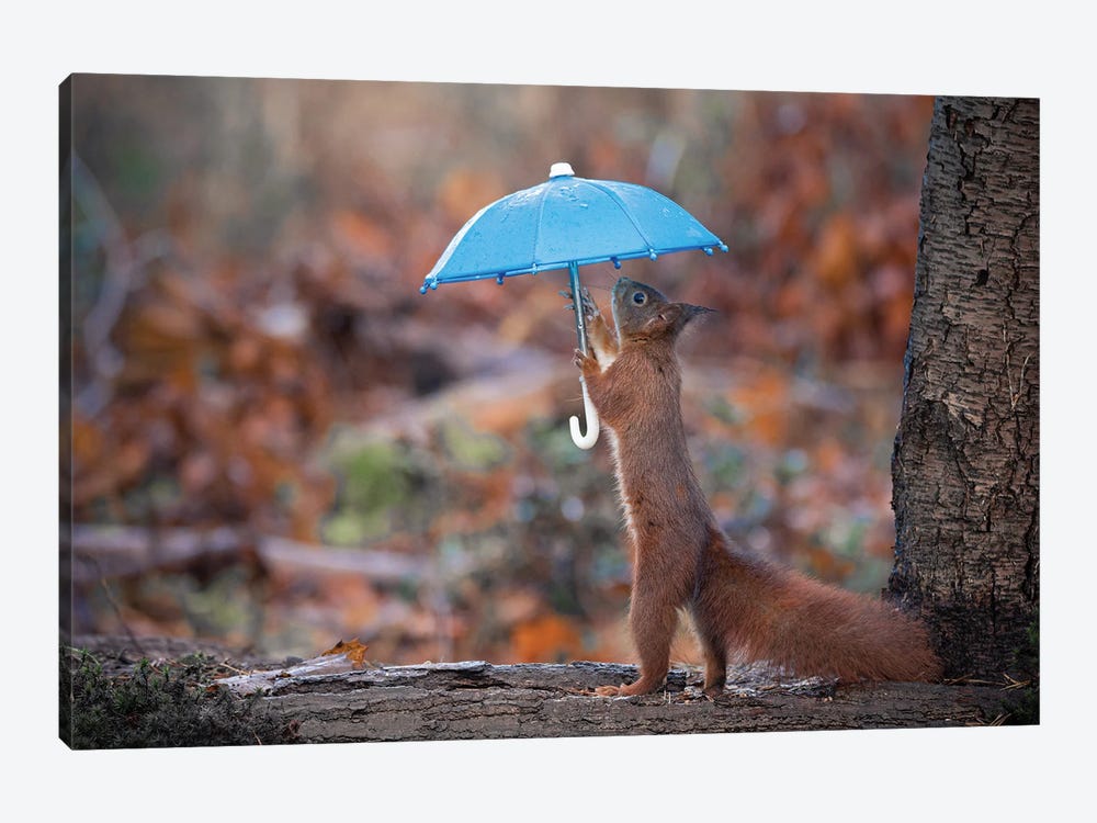 Raining Squirrel by Niki Colemont 1-piece Art Print