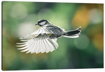 Bird In Flight III Canvas Art Print - Niki Colemont