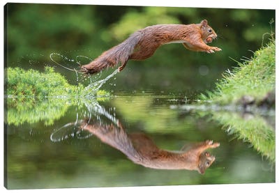 Splash Mode Canvas Art Print - Squirrel Art