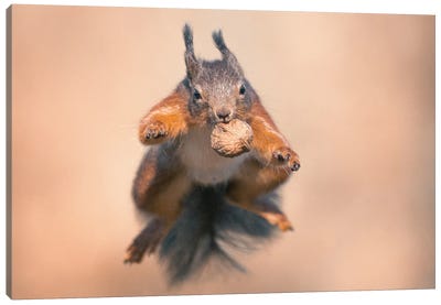 Squirrel Jump! Canvas Art Print - Squirrel Art