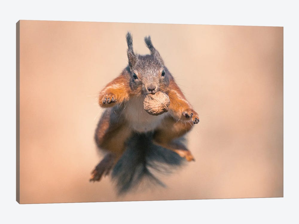 Squirrel Jump! by Niki Colemont 1-piece Canvas Print