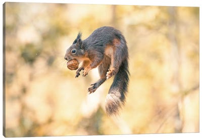 Squirrel Jump! III Canvas Art Print - Squirrel Art