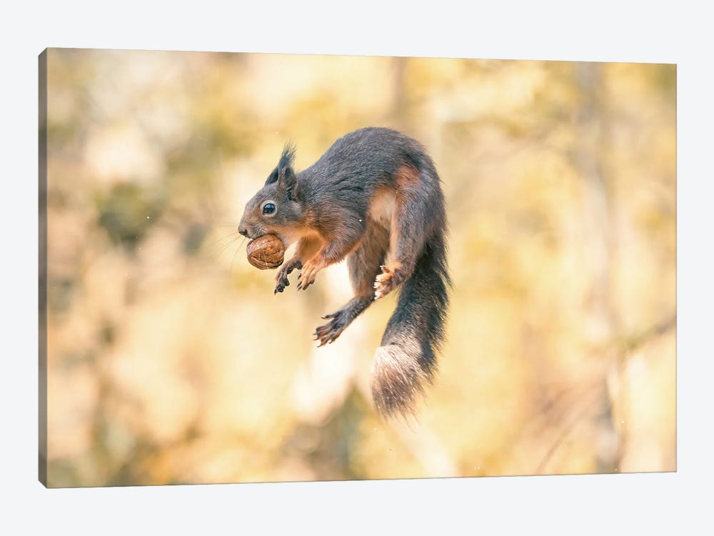 Squirrel Jump! III by Niki Colemont 1-piece Art Print