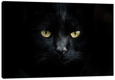 Black Kitten Canvas Art Print - Animal & Pet Photography