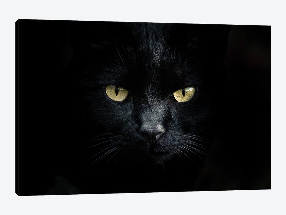 Black Kitten by Niki Colemont 1-piece Canvas Print