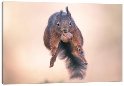 Squirrel Jump! XV Canvas Art Print - Niki Colemont
