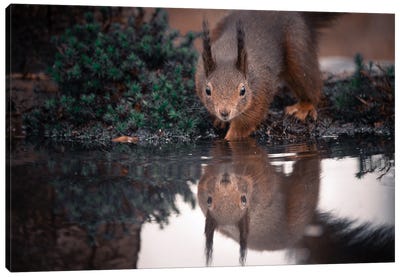 Squirrel Reflection III Canvas Art Print - Squirrel Art