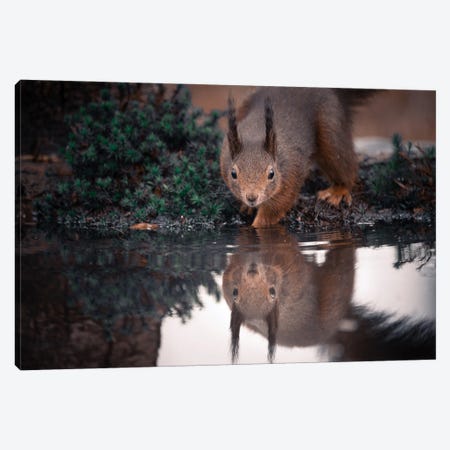 Squirrel Reflection III Canvas Print #NKC81} by Niki Colemont Canvas Artwork