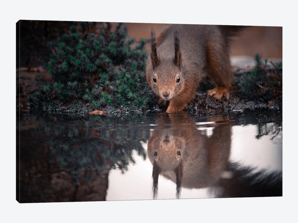 Squirrel Reflection III by Niki Colemont 1-piece Canvas Print