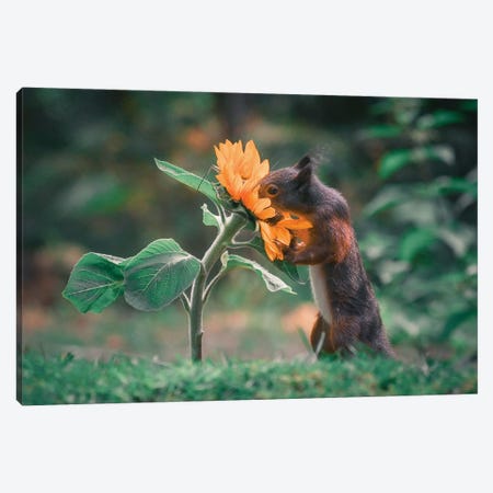 Squirrel Smelling Flower II Canvas Print #NKC82} by Niki Colemont Canvas Art