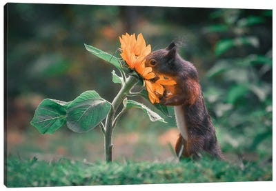 Squirrel Smelling Flower II Canvas Art Print - Squirrel Art
