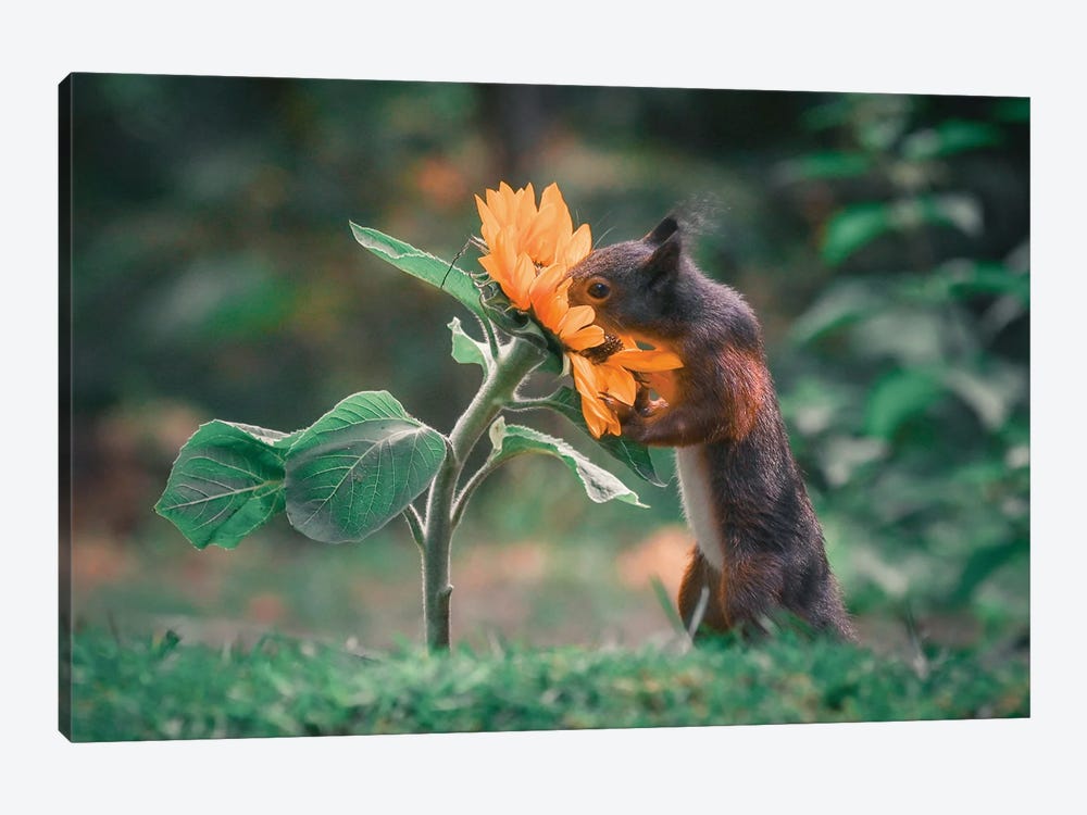Squirrel Smelling Flower II by Niki Colemont 1-piece Canvas Artwork