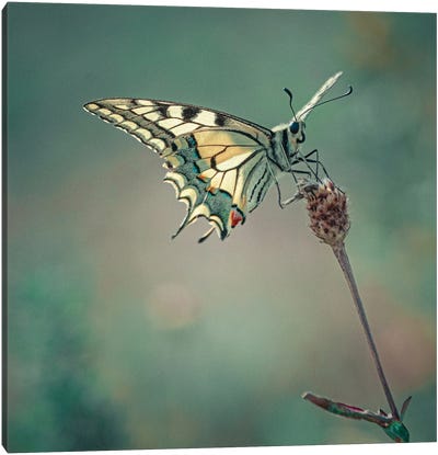 Swallowtail Butterfly II Canvas Art Print - Niki Colemont